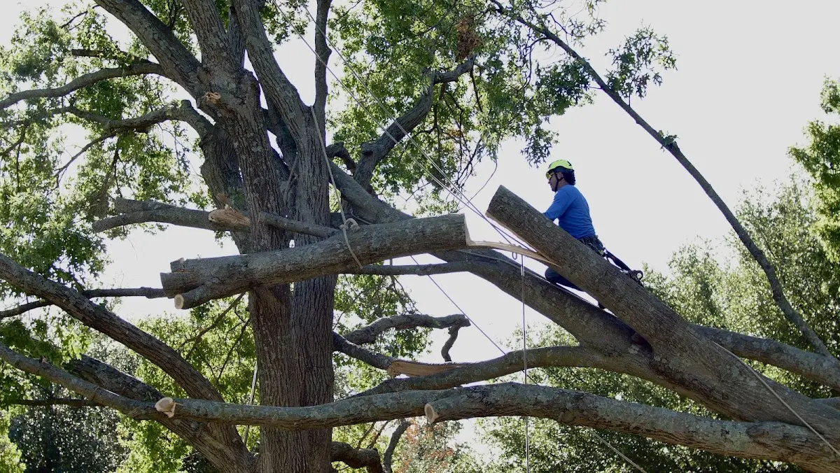 Professional Crown Thinning performed by certified arborists in Kemp